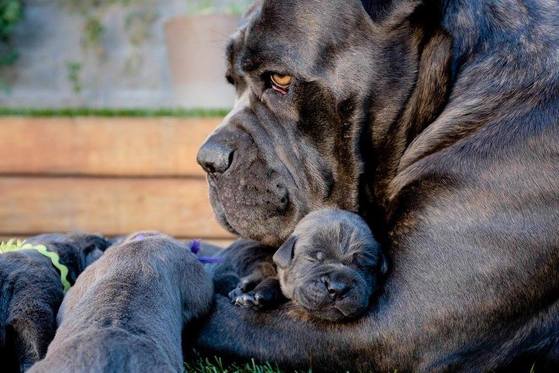 best cane corso breeders in the world