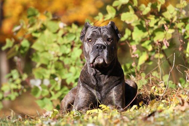 cane corso with cats